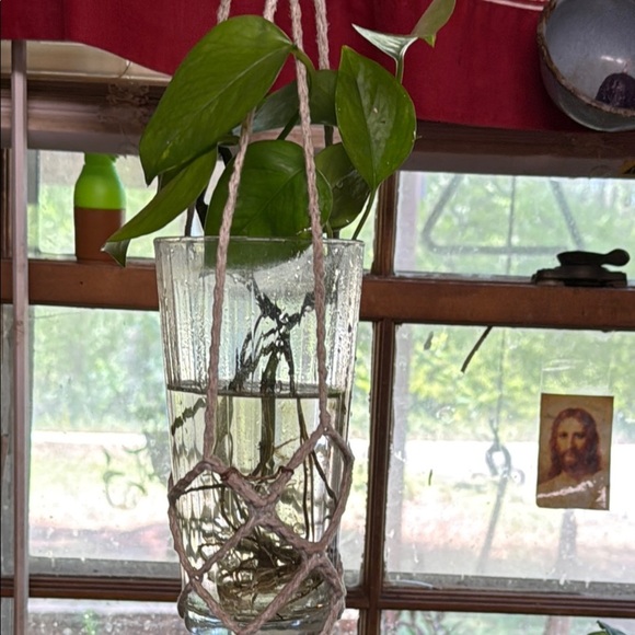 Pothos green and healthy Set of 2 long strands. Ready to plant-rooted - Picture 3 of 8